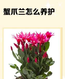 花椒树用什么药防治黄叶，找准原因再下手，别急着乱用药