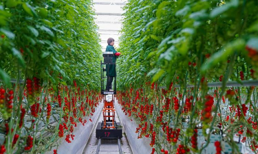 花椒树用什么药防治黄叶，找准原因再下手，别急着乱用药