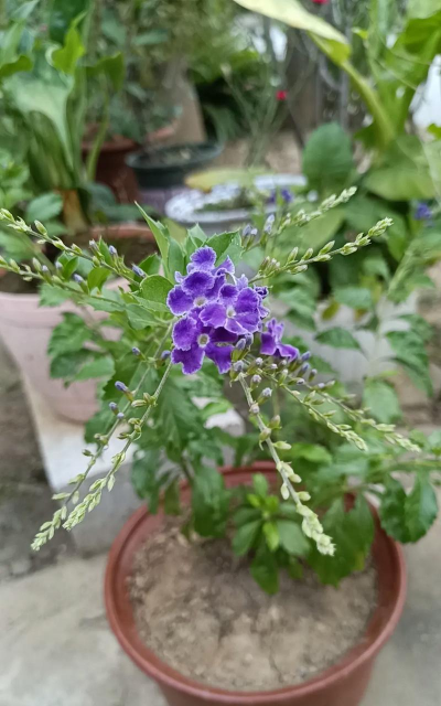 春雷霉素防治柿树病吗，了解适用病害，掌握正确用法