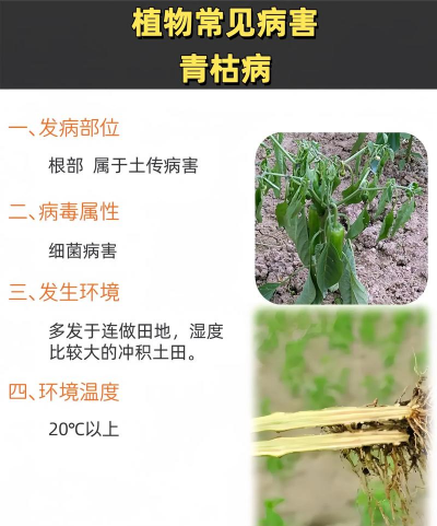 春雷霉素防治柿树病吗，了解适用病害，掌握正确用法