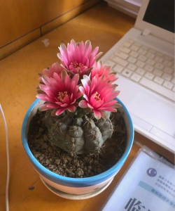 花椒树用什么药防治黄叶，找准原因再下手，别急着乱用药