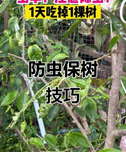 花椒树用什么药防治黄叶，找准原因再下手，别急着乱用药