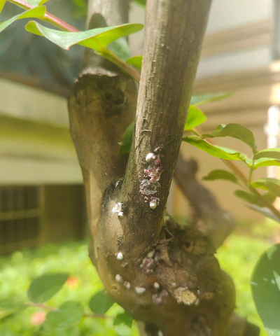 龙眼树嫩叶枯死防治方法，找准原因，对症下药