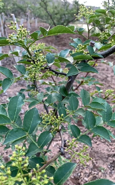 洋桔梗花怎么水养，延长花期，保持鲜艳