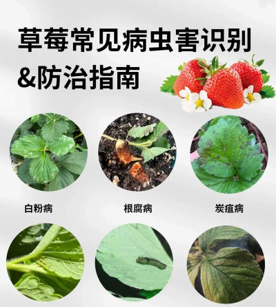 洋桔梗花怎么水养，延长花期，保持鲜艳