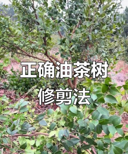 甜瓜栽培技术，选对品种，掌握关键步骤