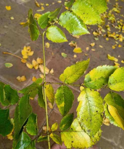 甜瓜栽培技术，选对品种，掌握关键步骤