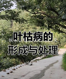 甜瓜栽培技术，选对品种，掌握关键步骤