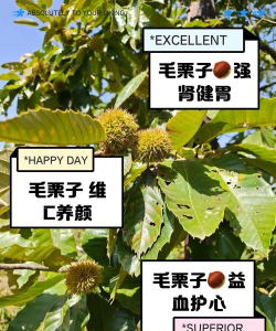 栗树卷叶怎样防治，找准原因，对症下药