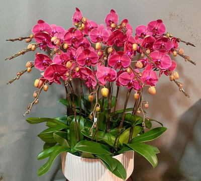 蝴蝶兰栽培，轻松上手，花开满盆