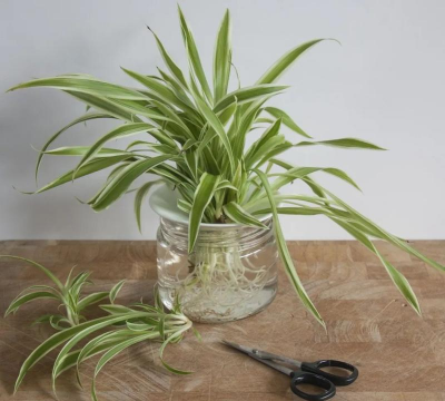 甜瓜栽培技术，选对品种，掌握关键步骤