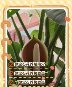 甜瓜栽培技术，选对品种，掌握关键步骤