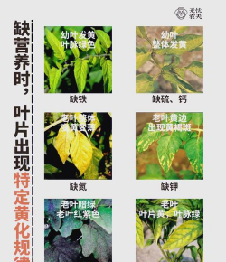 龙眼树臭椿虫防治技术，识别虫害特征，掌握防治时机