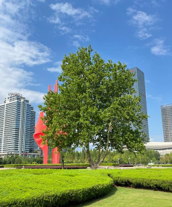 龙眼树臭椿虫防治技术，识别虫害特征，掌握防治时机