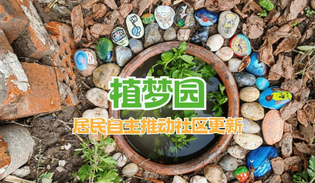 龙眼树臭椿虫防治技术，识别虫害特征，掌握防治时机