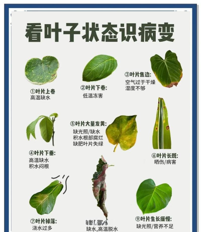 龙眼树臭椿虫防治技术，识别虫害特征，掌握防治时机