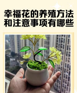 夫妻花怎么养，掌握关键技巧，轻松打造温馨家居