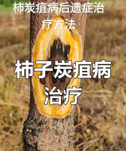 柿树炭疽病防治，识别早期症状，掌握关键方法