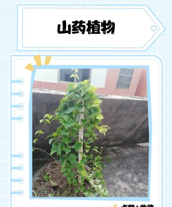 庭院绿化景观设计，打造舒适空间，提升生活品质