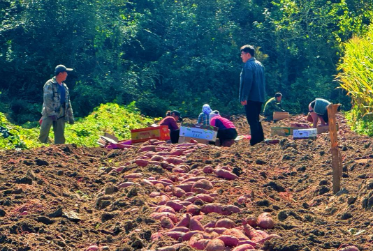 春雷霉素防治柿树病吗，了解适用病害，掌握正确用法