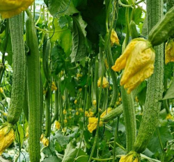 五味子栽培，选对品种，掌握关键技巧