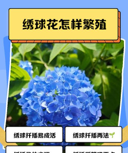 洋秀秀花怎么养，掌握关键技巧，轻松养出好状态