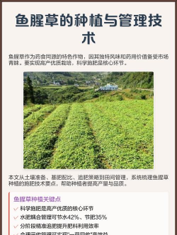 芝麻栽培，选对品种，掌握关键技巧