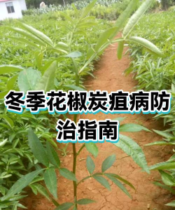 花椒树怎样防治黑腐病，识别早期症状，掌握关键方法