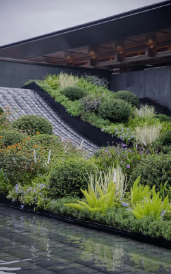 花椒树怎样防治黑腐病，识别早期症状，掌握关键方法