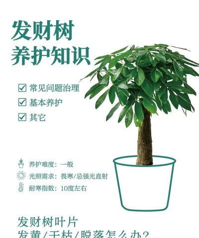 花椒树怎样防治黑腐病，识别早期症状，掌握关键方法