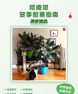 花椒树怎样防治黑腐病，识别早期症状，掌握关键方法