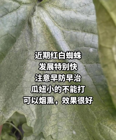 花椒树用什么药防治黄叶，找准原因再下手，别急着乱用药