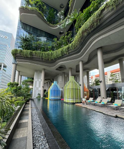 花椒树用什么药防治黄叶，找准原因再下手，别急着乱用药