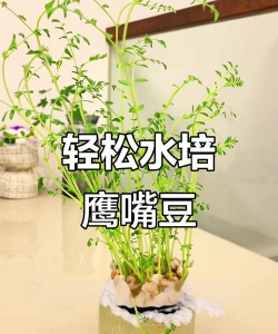鹰嘴豆要怎么种