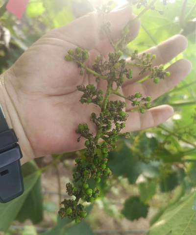 花椒树用什么药防治黄叶，找准原因再下手，别急着乱用药