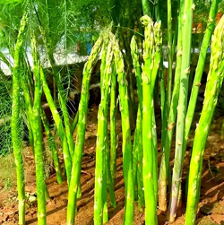 花椒树用什么药防治黄叶，找准原因再下手，别急着乱用药