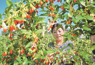 洞庭树白粉病咋防治，识别症状，掌握方法