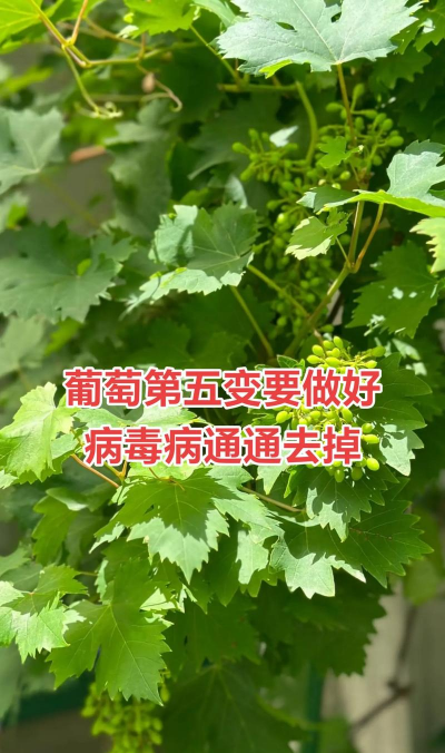 洞庭树白粉病咋防治，识别症状，掌握方法