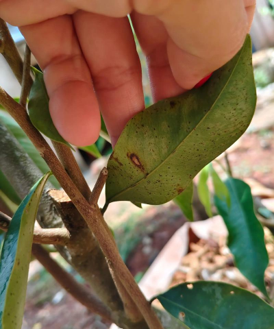 龙眼树嫩叶枯死防治方法，找准原因，对症下药
