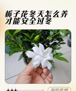 龙眼树嫩叶枯死防治方法，找准原因，对症下药