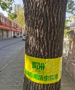 洞庭树白粉病咋防治，识别症状，掌握方法