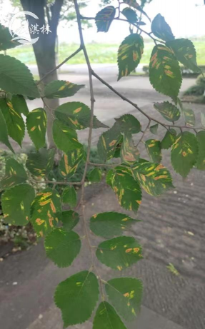 龙眼树嫩叶枯死防治方法，找准原因，对症下药