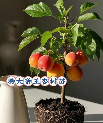 甜瓜栽培技术，选对品种，掌握关键步骤