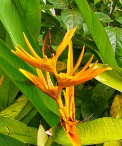 甜瓜栽培技术，选对品种，掌握关键步骤