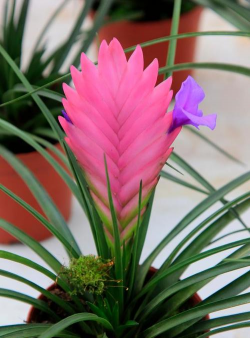 甜瓜栽培技术，选对品种，掌握关键步骤