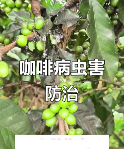 花椒树春夏病虫害防治，识别常见问题，掌握应对技巧