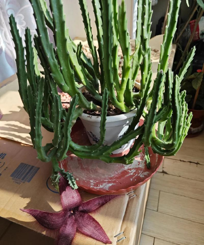 花椒树春夏病虫害防治，识别常见问题，掌握应对技巧