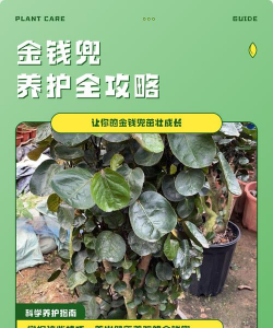 花椒树春夏病虫害防治，识别常见问题，掌握应对技巧