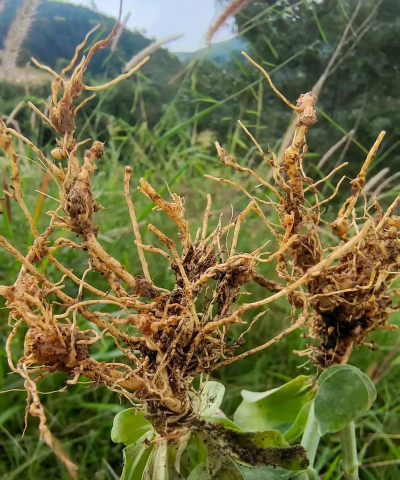 花椒树春夏病虫害防治，识别常见问题，掌握应对技巧