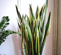 庭院绿化景观设计，打造舒适空间，提升生活品质